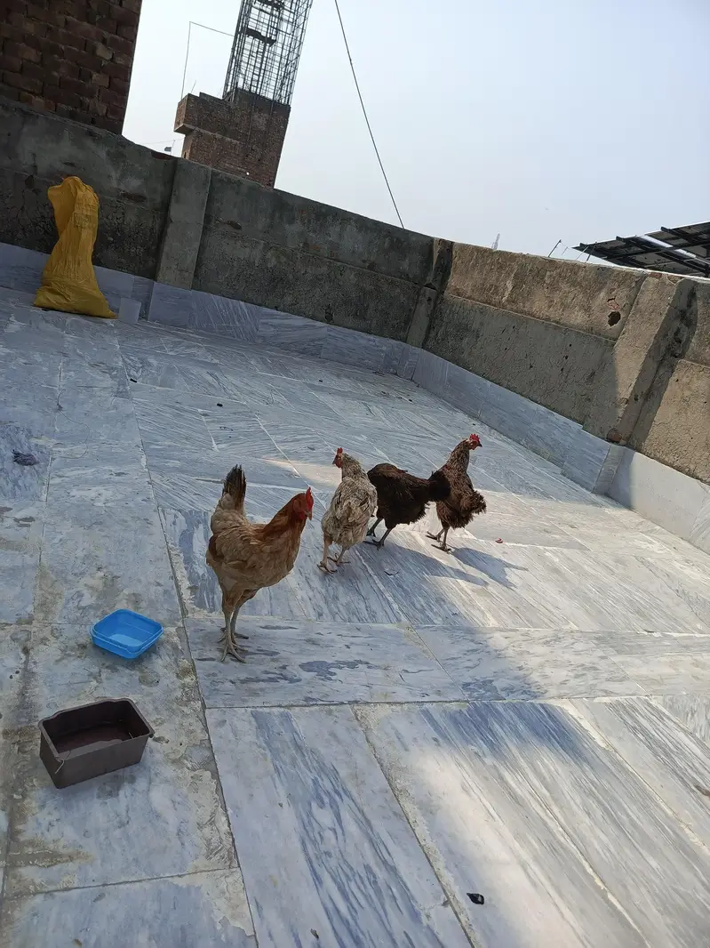 Desi hens — photo 3