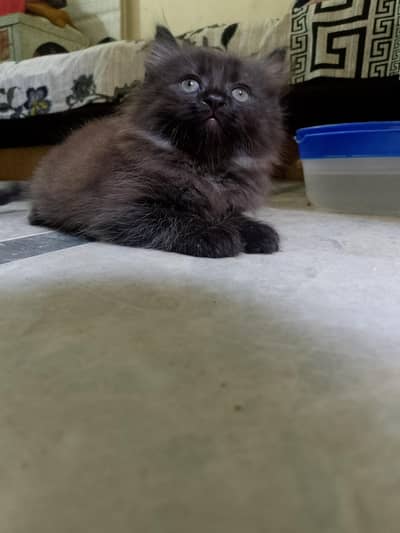 newborn kittens for sale