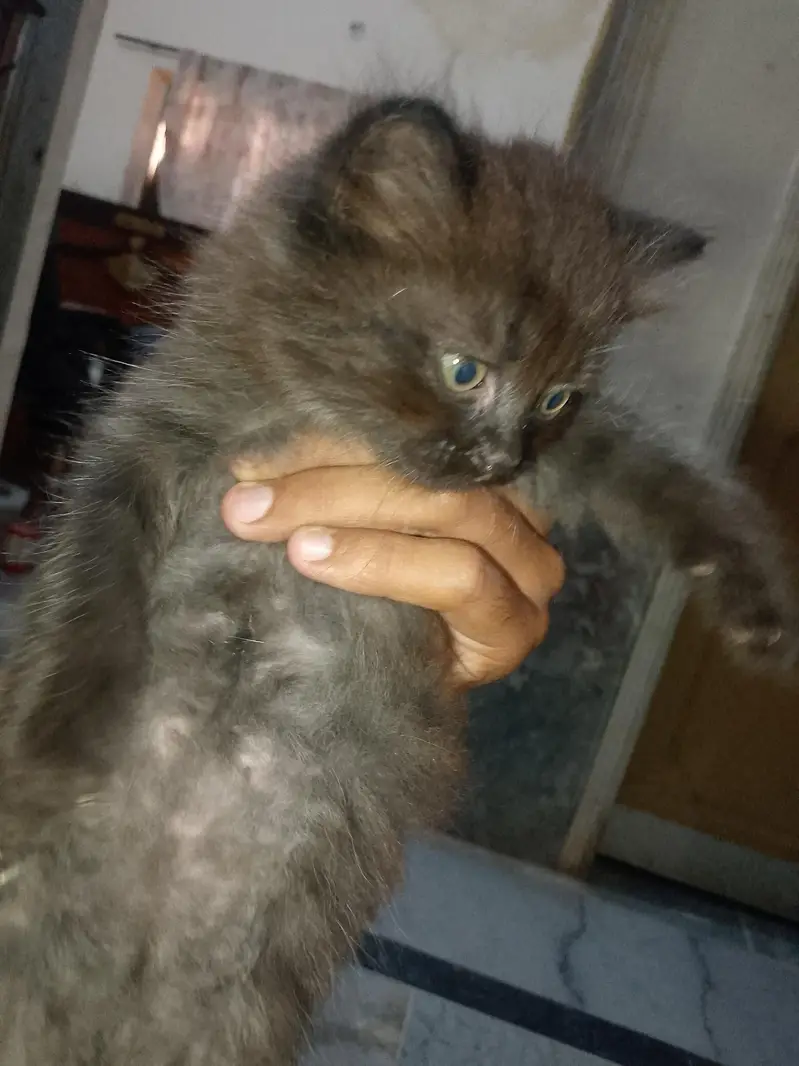 newborn kittens for sale — photo 2