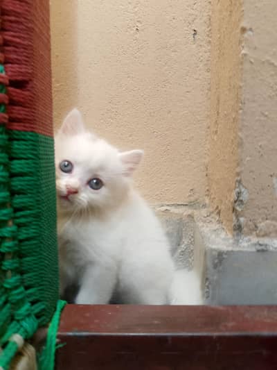 newborn kittens for sale