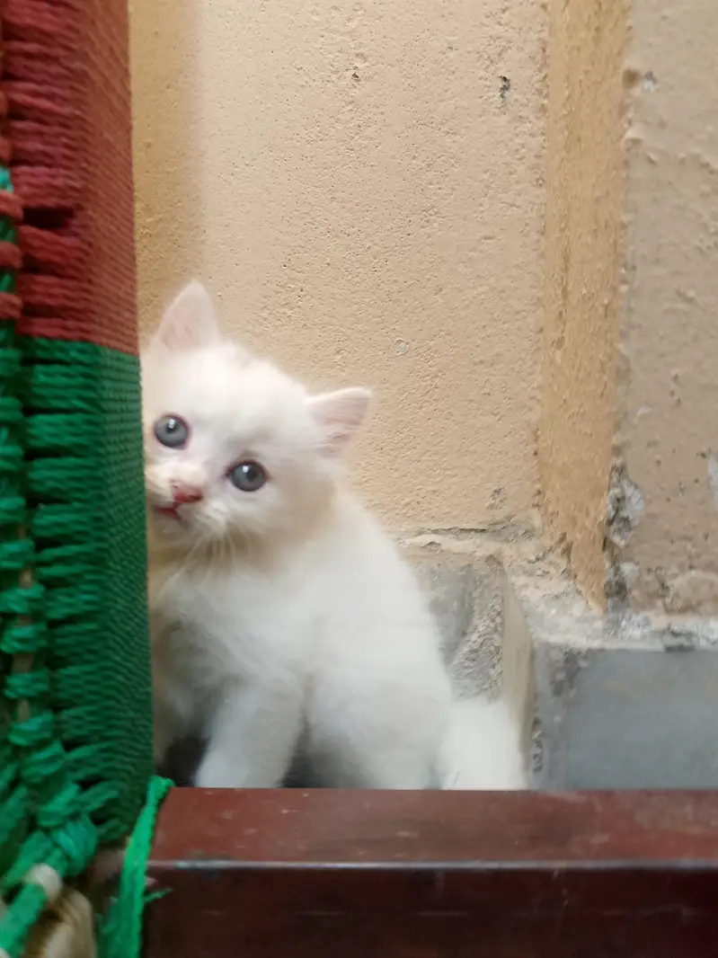 newborn kittens for sale — photo 3