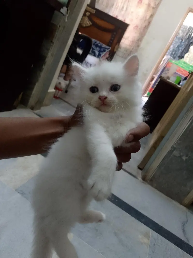 newborn kittens for sale — photo 4