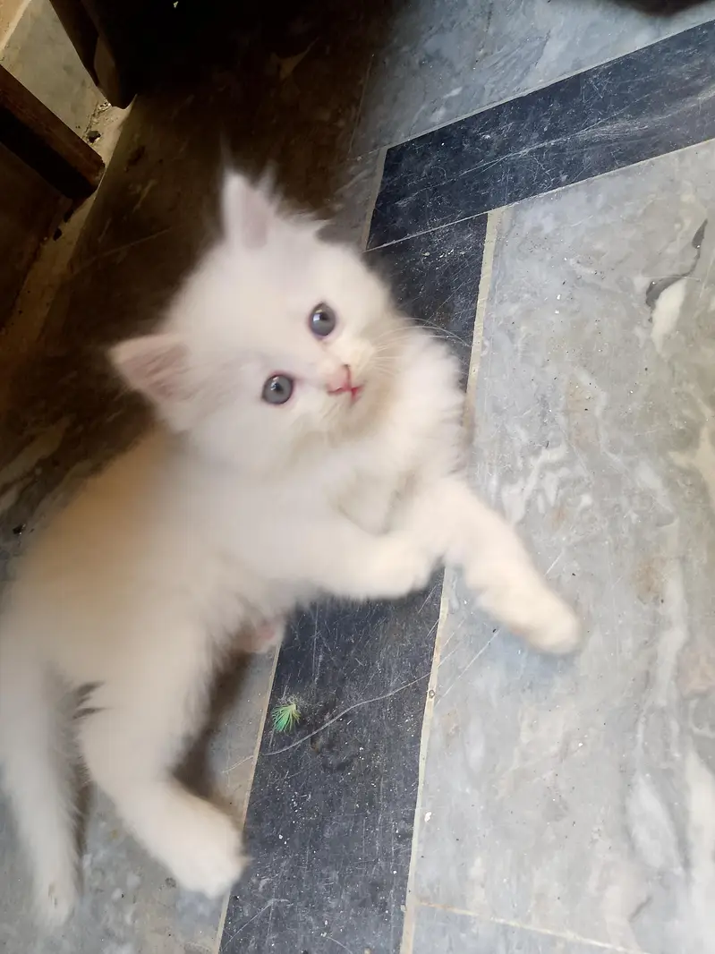 newborn kittens for sale — photo 5