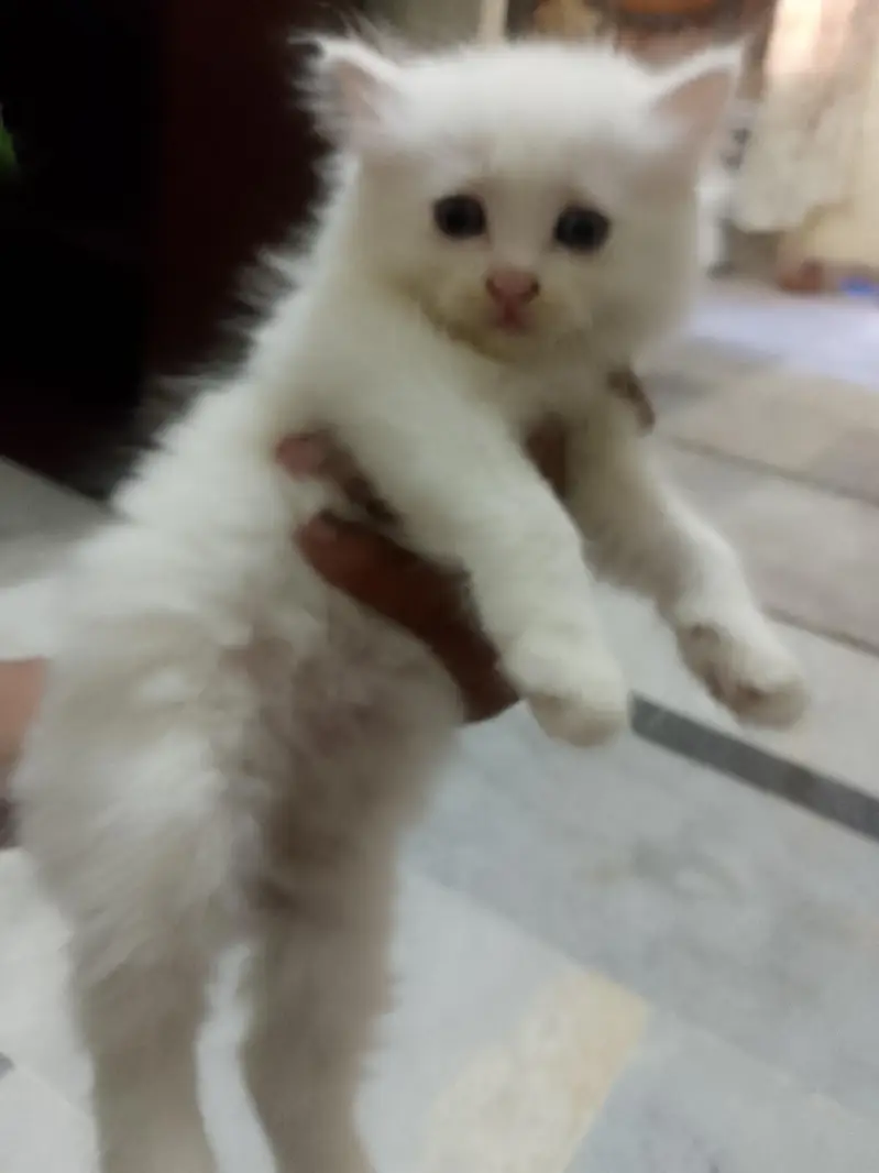newborn kittens for sale — photo 6