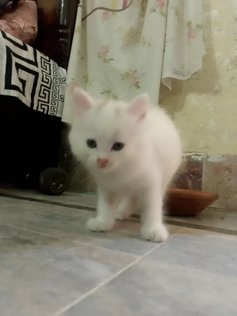 newborn kittens for sale — photo 7