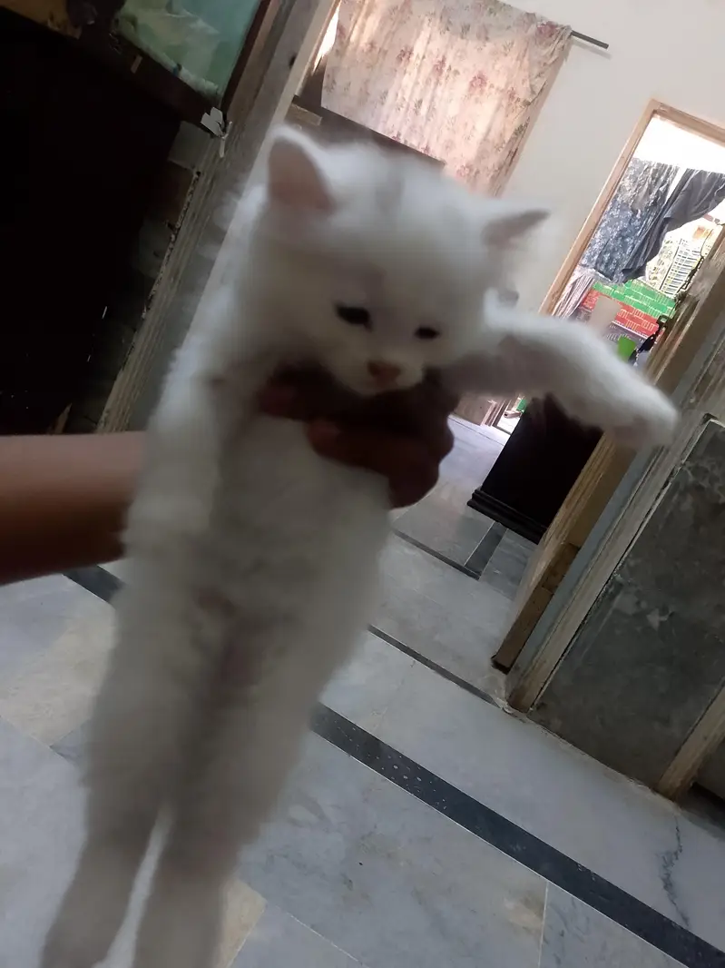 newborn kittens for sale — photo 8