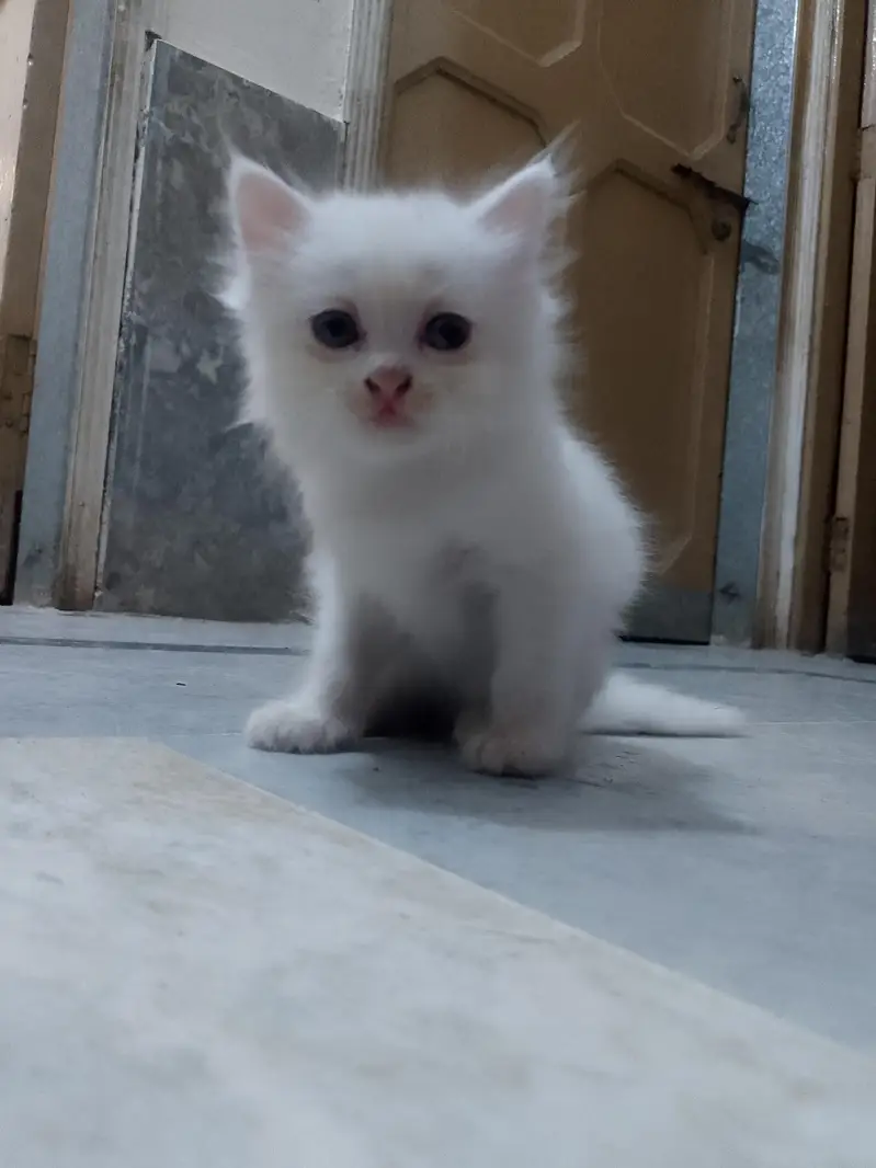 newborn kittens for sale — photo 9