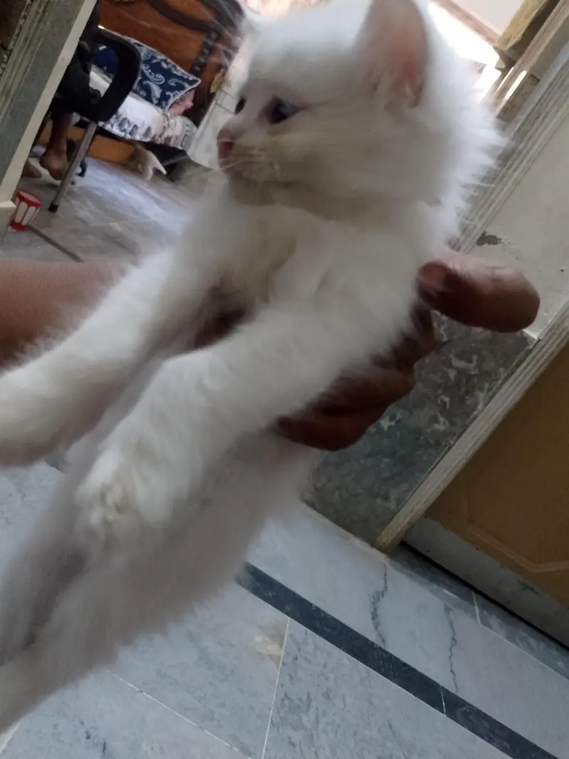 newborn kittens for sale — photo 10