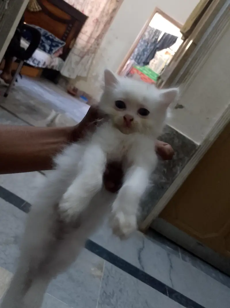 newborn kittens for sale — photo 11