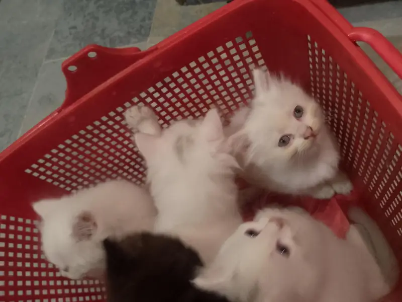 newborn kittens for sale — photo 12