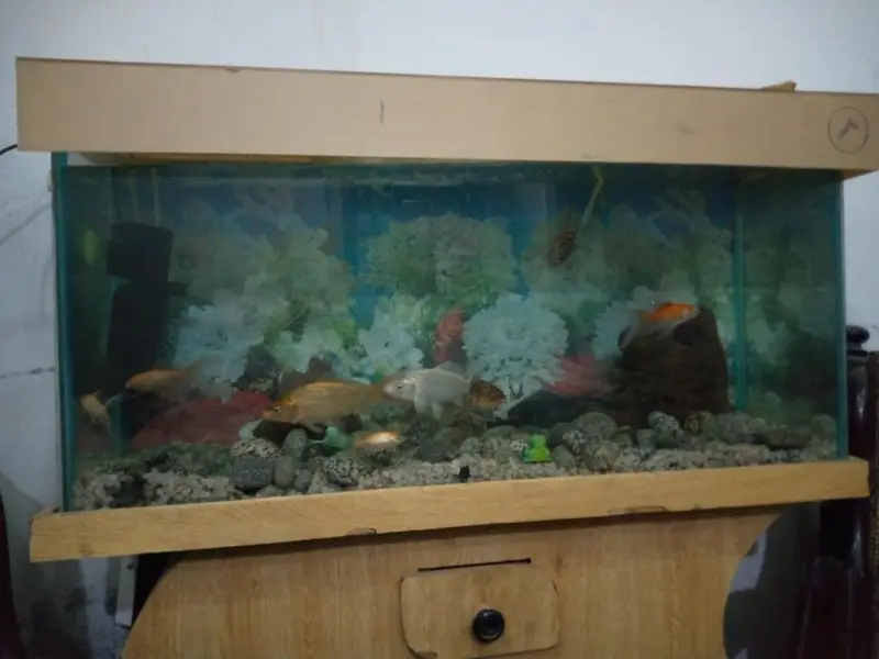 I'm selling a good condition aquarium with fishes 7Koi 1Waste eater