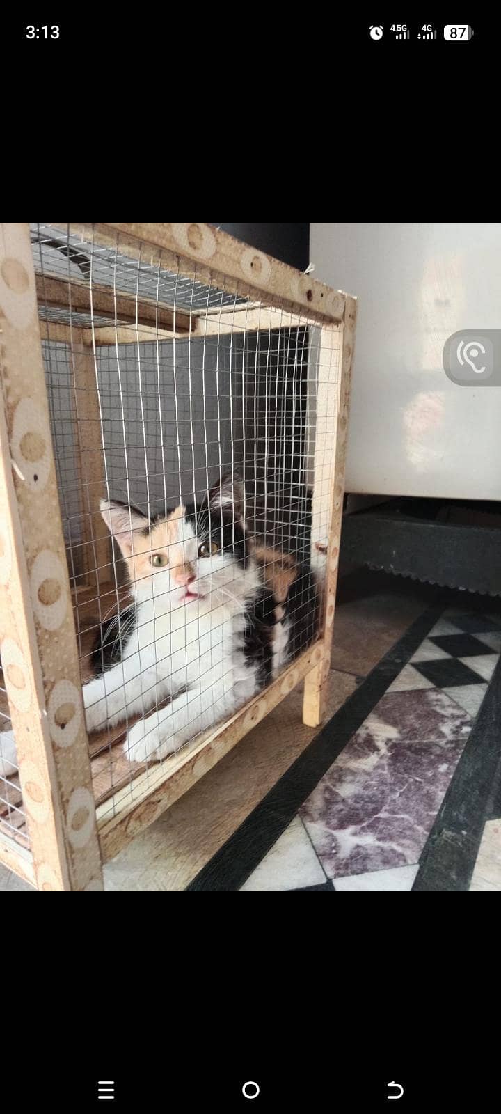 Persian Cat 0