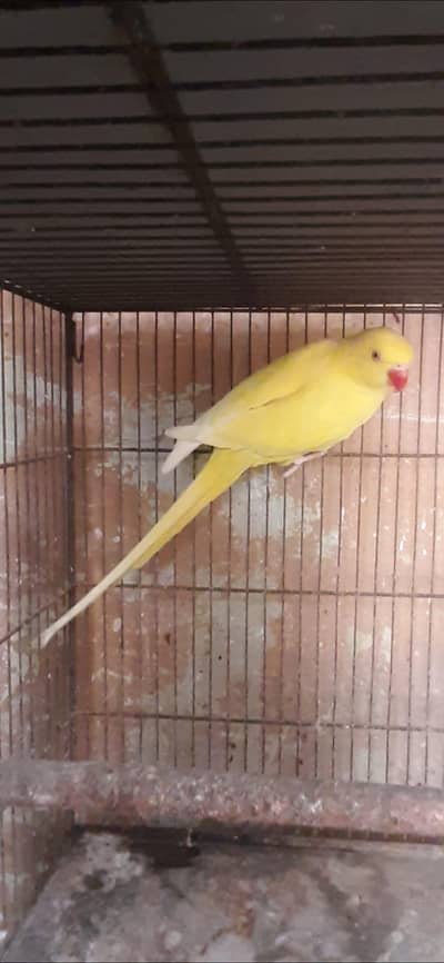 Yellow Ringneck female / Raw Breeder Female