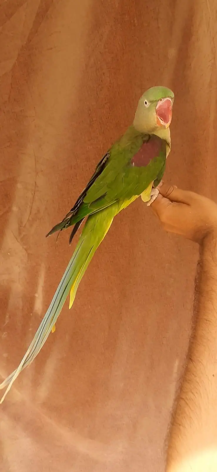 Yellow Ringneck female / Raw Breeder Female — photo 2