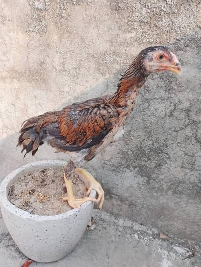 Aseel Female