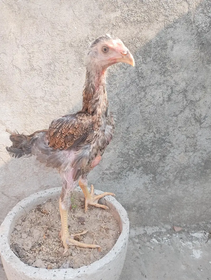 Aseel Female — photo 2