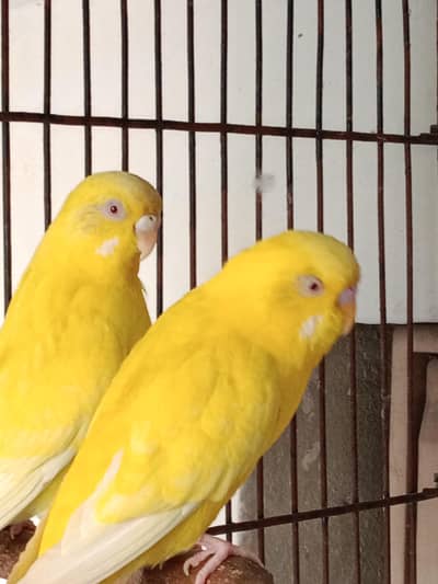Breadr pair Red eyes