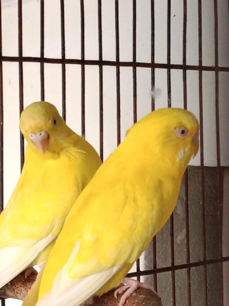 Breadr pair Red eyes — photo 2