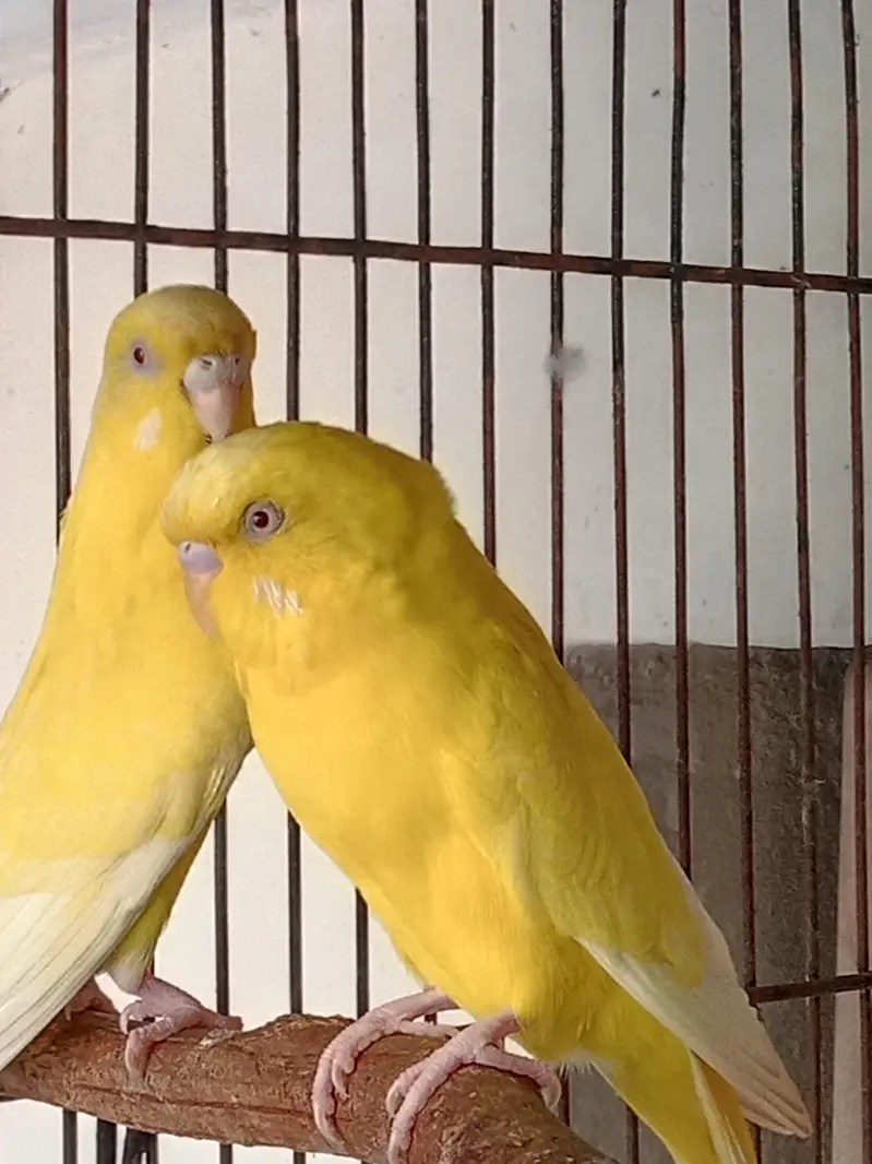 Breadr pair Red eyes — photo 3