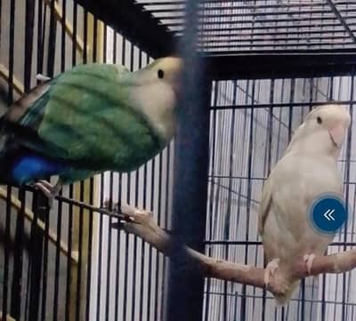 breeder pair rosicoly