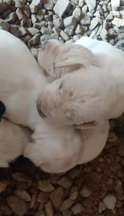 Beautiful and active English Pointer dog. kids