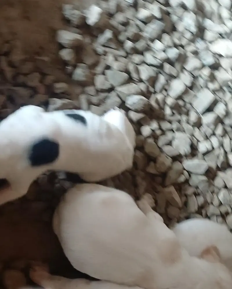 Beautiful and active English Pointer dog. kids — photo 5