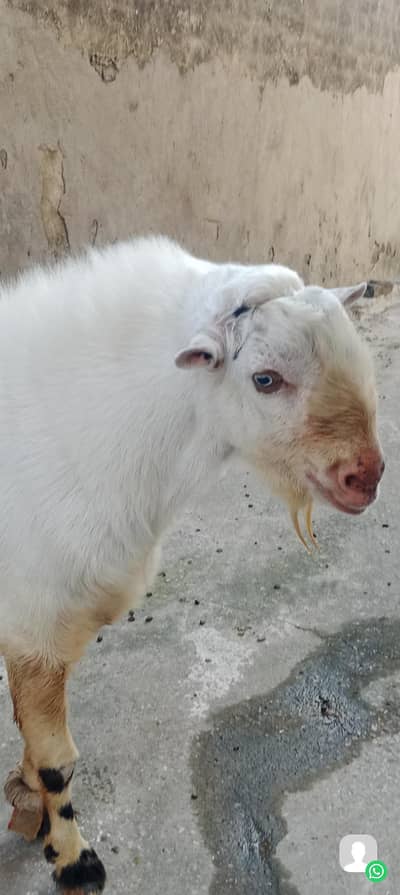 heavyweight breader white eyes