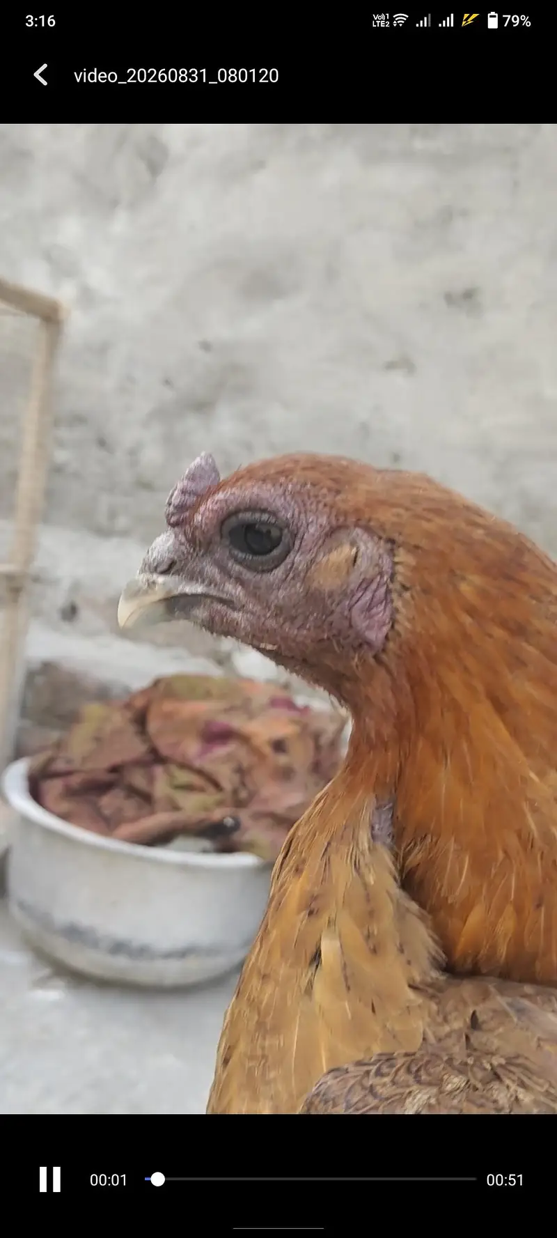 Dragon Female Parrot Face — photo 7