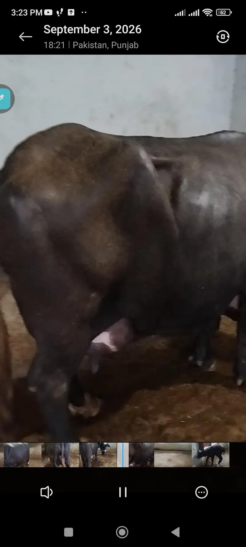 bhains baichni hy, want to sell 1 buffalo — photo 2