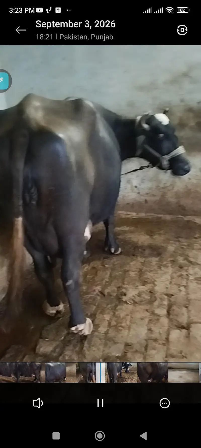 bhains baichni hy, want to sell 1 buffalo — photo 3
