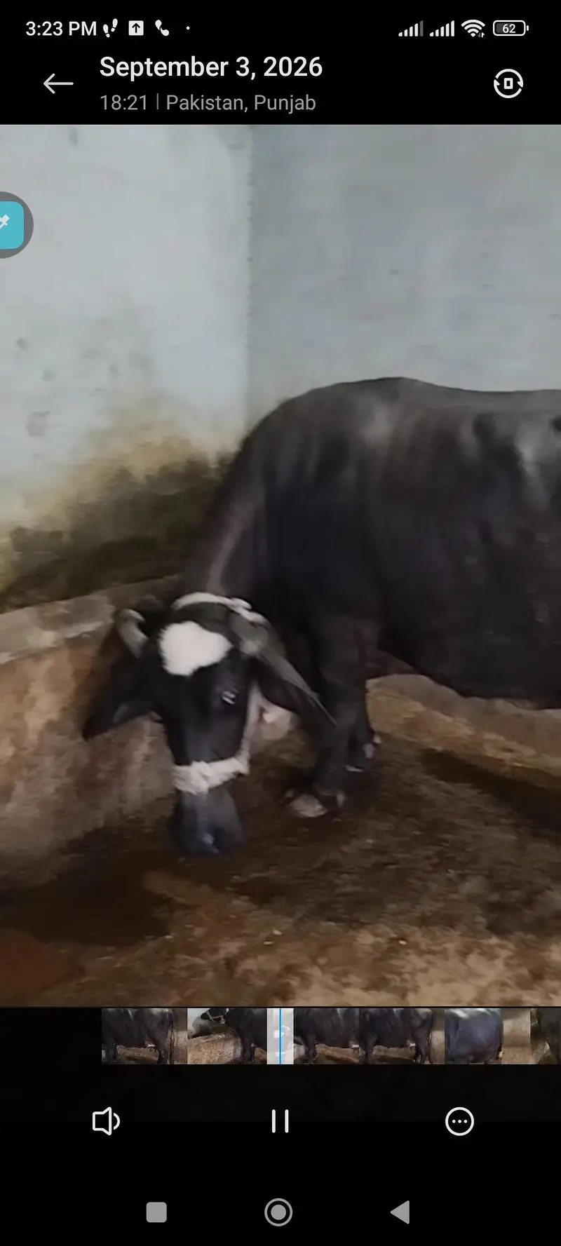 bhains baichni hy, want to sell 1 buffalo — photo 4