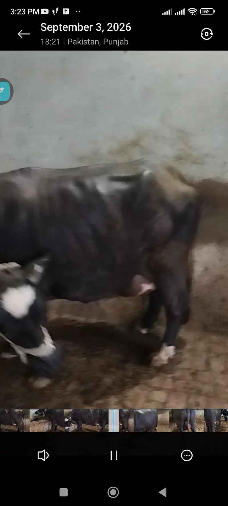 bhains baichni hy, want to sell 1 buffalo — photo 5
