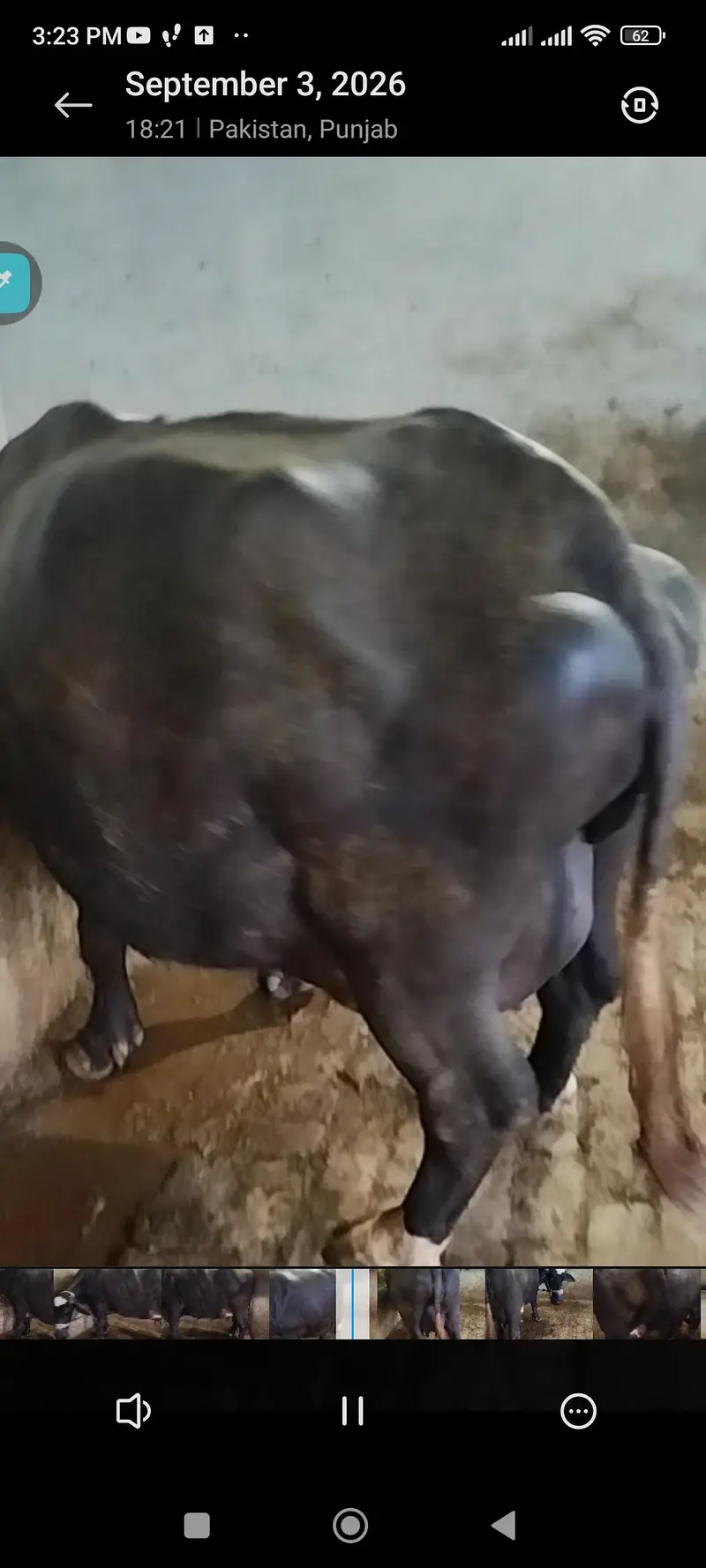 bhains baichni hy, want to sell 1 buffalo — photo 6
