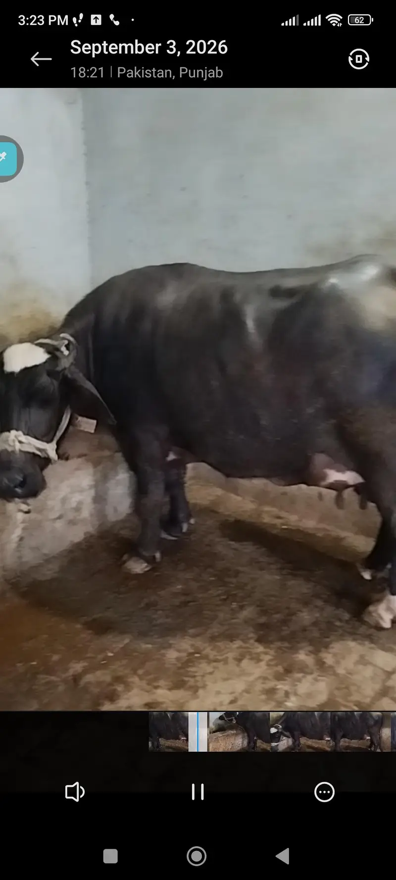 bhains baichni hy, want to sell 1 buffalo — photo 7