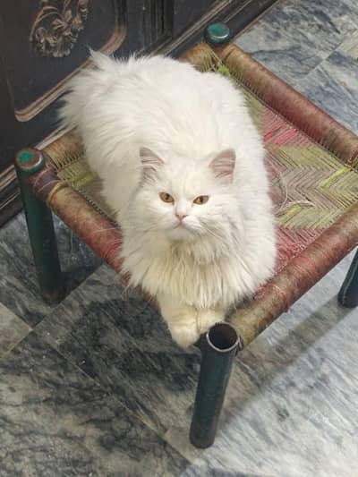 Persian Cat Tripple Coat huge size