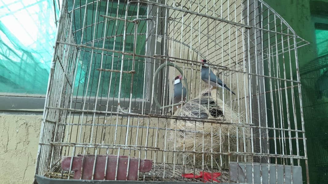 Java birds 0