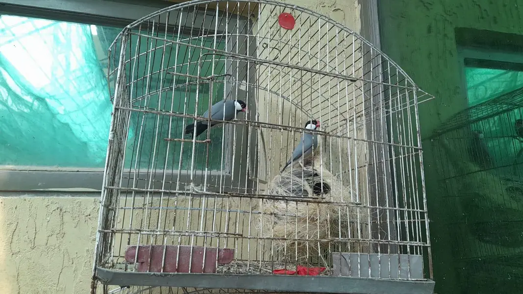 Java birds — photo 2
