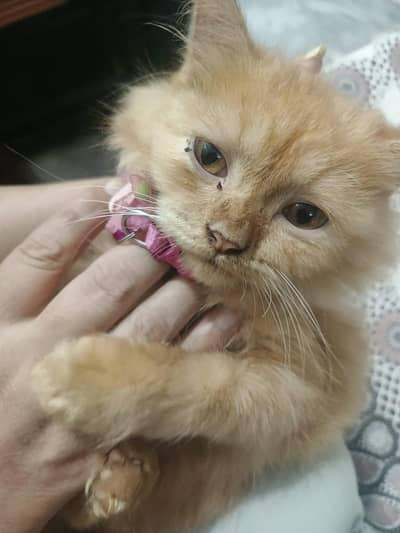 cat sale very low price