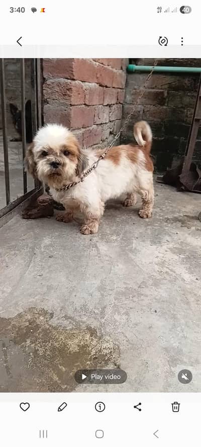 shizu female for sale 100% confirm breeder