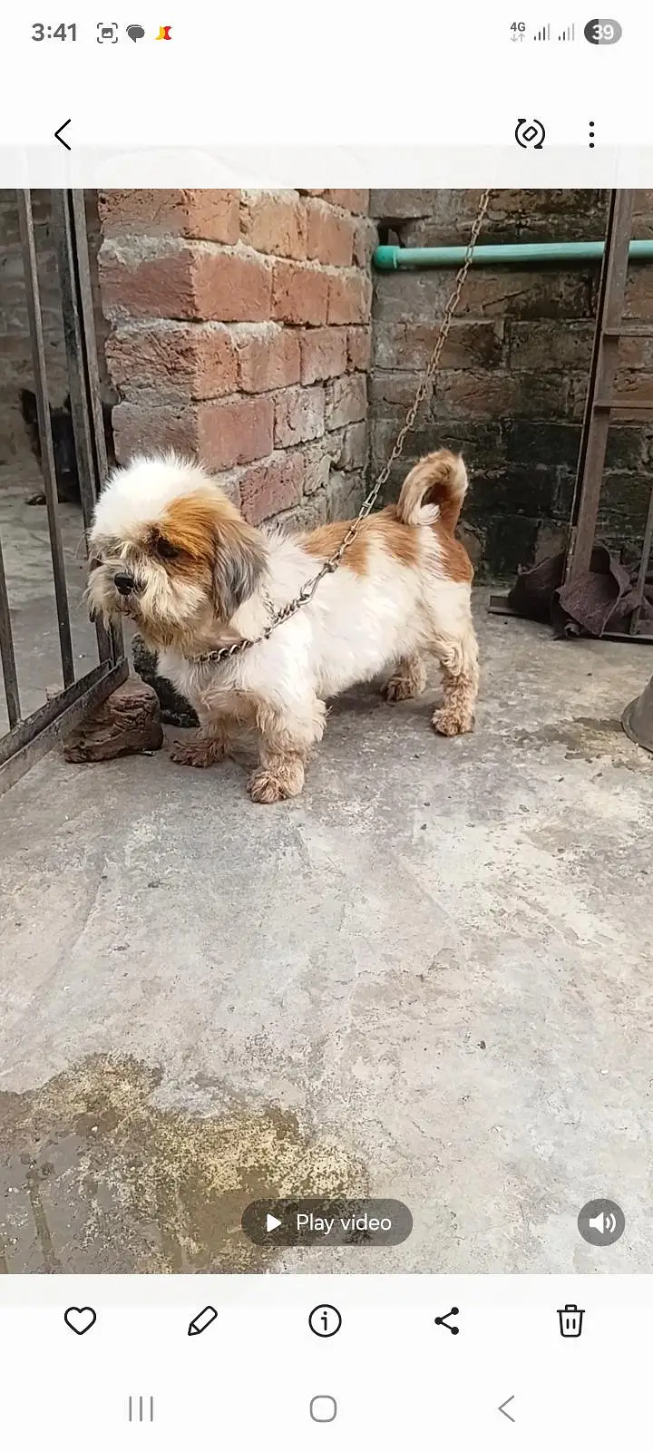 shizu female for sale 100% confirm breeder — photo 2
