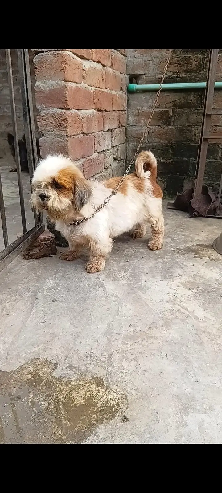 shizu female for sale 100% confirm breeder — photo 3