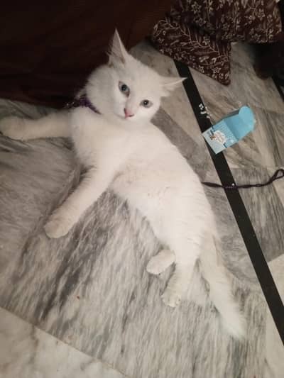 cat for sale