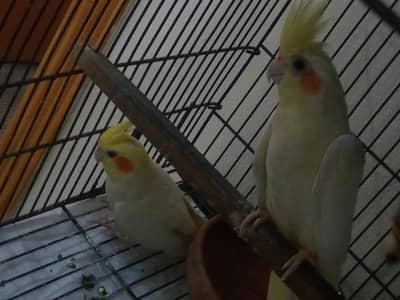 Cockatiel pair for sale