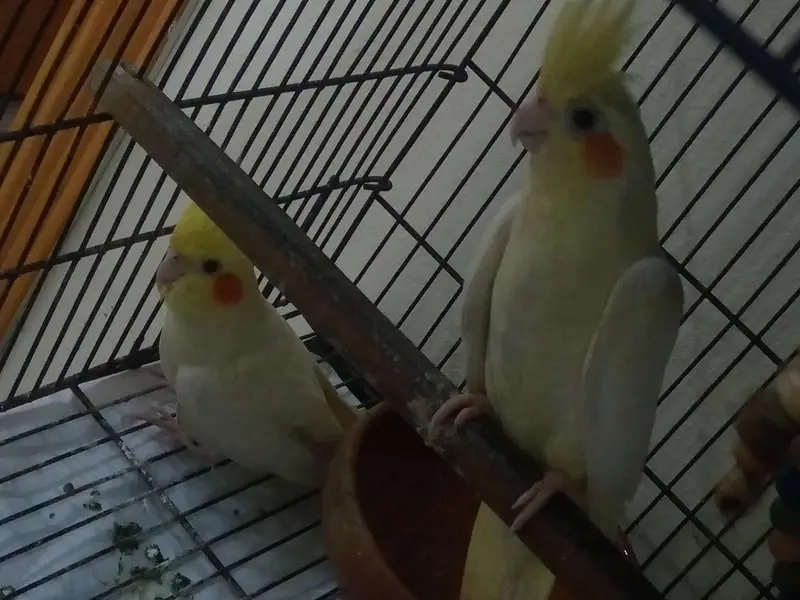 Cockatiel pair for sale — photo 2