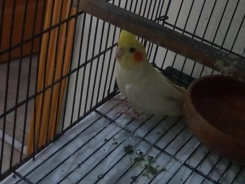 Cockatiel pair for sale — photo 3