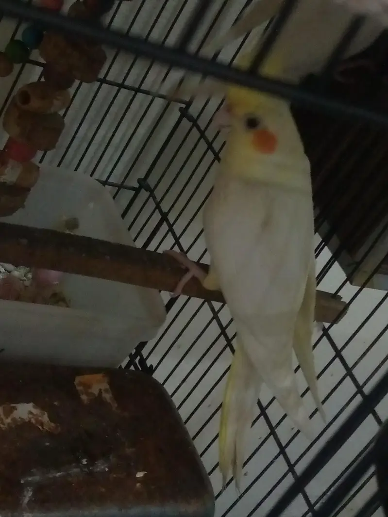 Cockatiel pair for sale — photo 4