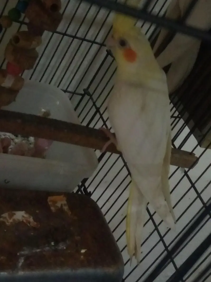 Cockatiel pair for sale — photo 5