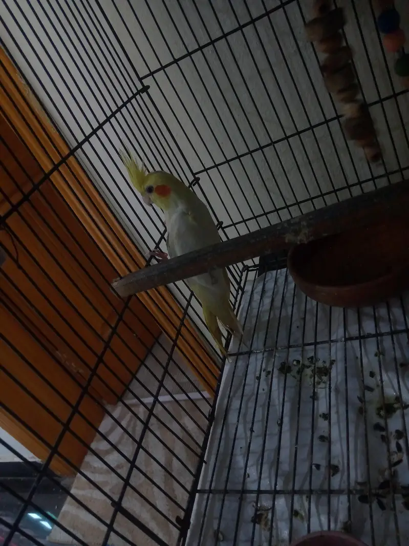 Cockatiel pair for sale — photo 6