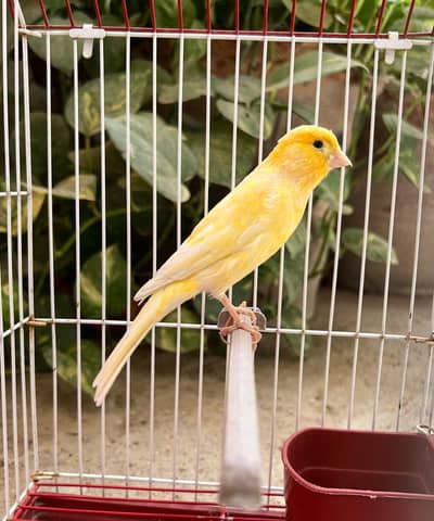 NON STOP SINGING CANARY MALES FOR SALE
