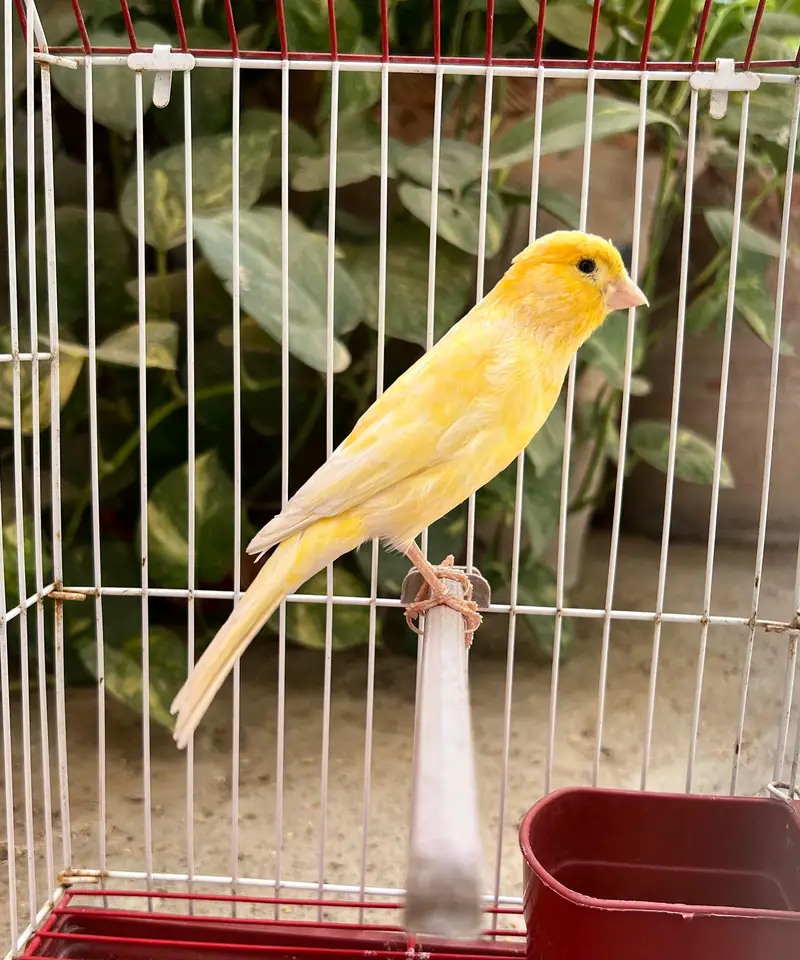 NON STOP SINGING CANARY MALES FOR SALE